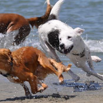 Spiagge per cani Lago di Garda