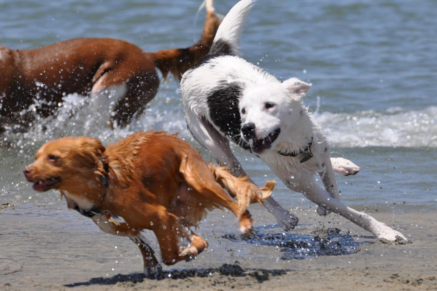 Spiagge per cani Lago di Garda